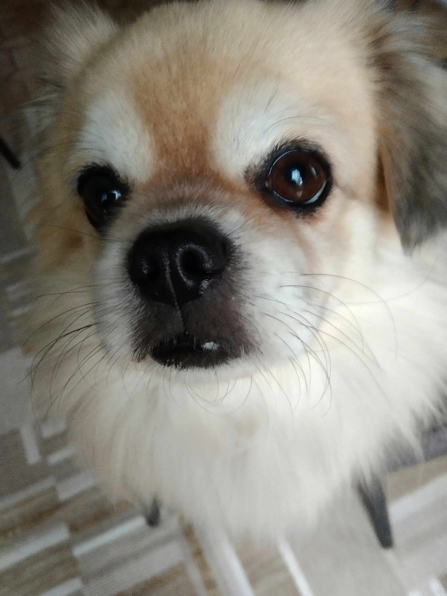 Norbu