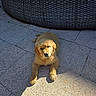adorable, animal, black_nose, brown_eyes, dog, floppy_ears, garden, golden_fur, golden_retriever, lying_down, outdoor, patio, paving_stones, pet, portrait, puppy, shadow, sitting, sunlight, woven_planter
