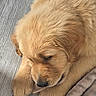black_nose, blanket, chew_toy, close_up, cozy, cute, dog, ears, fluffy, golden_fur, indoor, muzzle, paws, pet, portrait, puppy, relaxed, sleeping, toy, wood_floor
