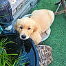 adorable, animal, backyard, daylight, dog, fluffy, garden, golden_fur, golden_retriever, grass, looking_at_camera, outdoor, pet, plants, pond, portrait, puppy, tree_stump, water, wooden_fence