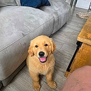 Bodo participe au concours pour gagner de l'argent avec cette photo : companion_animal, couch, dog, floor, floppy_ears, golden_fur, golden_retriever, happy, home, indoors, living_room, looking_at_camera, open_mouth, pet, pillows, portrait, puppy, sitting, smiling, wooden_furniture