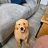 companion_animal, couch, dog, floor, floppy_ears, golden_fur, golden_retriever, happy, home, indoors, living_room, looking_at_camera, open_mouth, pet, pillows, portrait, puppy, sitting, smiling, wooden_furniture