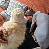 Brina a rejoint le concours — aidez-le/la à gagner de superbes lots ! animal, cat, closeup, companion, couch, cozy, domestic, feline, fluffy_cat, fur, gray_pillow, hand, indoor, orange_blanket, pet, pillow, relaxation, resting, skin, sphynx_cat