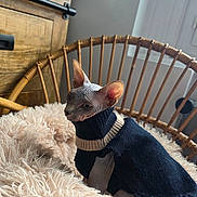 Brina a rejoint le concours — aidez-le/la à gagner de superbes lots ! sphynx_cat, cat, hairless_cat, pet, indoor, sweater, knitwear, furniture, chair, wicker, blanket, fluffy, cozy, window, natural_light, wooden_cabinet, relaxed, portrait, animal, cute