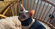 Brina a rejoint le concours — aidez-le/la à gagner de superbes lots ! animal, blanket, cat, chair, cozy, cute, fluffy, furniture, hairless_cat, indoor, knitwear, natural_light, pet, portrait, relaxed, sphynx_cat, sweater, wicker, window, wooden_cabinet