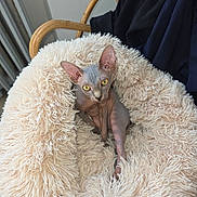 Brina participe au concours pour gagner de l'argent avec cette photo : animal, cat, chair, cozy, curious, domestic_animal, fluffy_bed, fur_texture, furniture, hairless_cat, indoor, pet, pet_bed, relaxed, resting, soft_texture, sphynx_cat, wooden_chair, wrinkled_skin, yellow_eyes