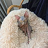 animal, cat, chair, cozy, curious, domestic_animal, fluffy_bed, fur_texture, furniture, hairless_cat, indoor, pet, pet_bed, relaxed, resting, soft_texture, sphynx_cat, wooden_chair, wrinkled_skin, yellow_eyes