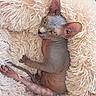 Brina a rejoint le concours — aidez-le/la à gagner de superbes lots ! animal, beige, closeup, cozy, curled_tail, cute, feline, fluffy_cushion, hairless_cat, indoor, pet, pink_skin, portrait, relaxed, resting, soft, sphynx_cat, texture, wrinkled_skin, yellow_eyes