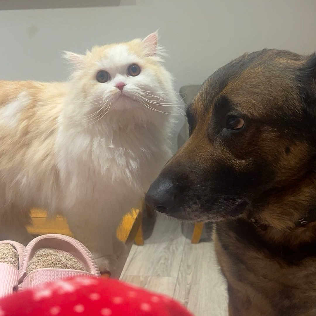Balou a rejoint le concours — aidez-le/la à gagner de superbes lots ! cat, dog, indoor, pet, animal, furry, slippers, floor, curious, calm, closeup, portrait, companion, cozy, domestic, home, mammal, curious_eyes, brown_dog, cream_cat