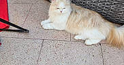 Balou a rejoint le concours — aidez-le/la à gagner de superbes lots ! cat, fluffy, cream_color, white_color, lounging, tiled_floor, outdoor_furniture, woven_texture, red_fabric, relaxed, pet, animal, domestic_cat, long_fur, tail, paws, quiet, resting, indoor_outdoor, calm