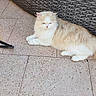 animal, calm, cat, cream_color, domestic_cat, fluffy, indoor_outdoor, long_fur, lounging, outdoor_furniture, paws, pet, quiet, red_fabric, relaxed, resting, tail, tiled_floor, white_color, woven_texture