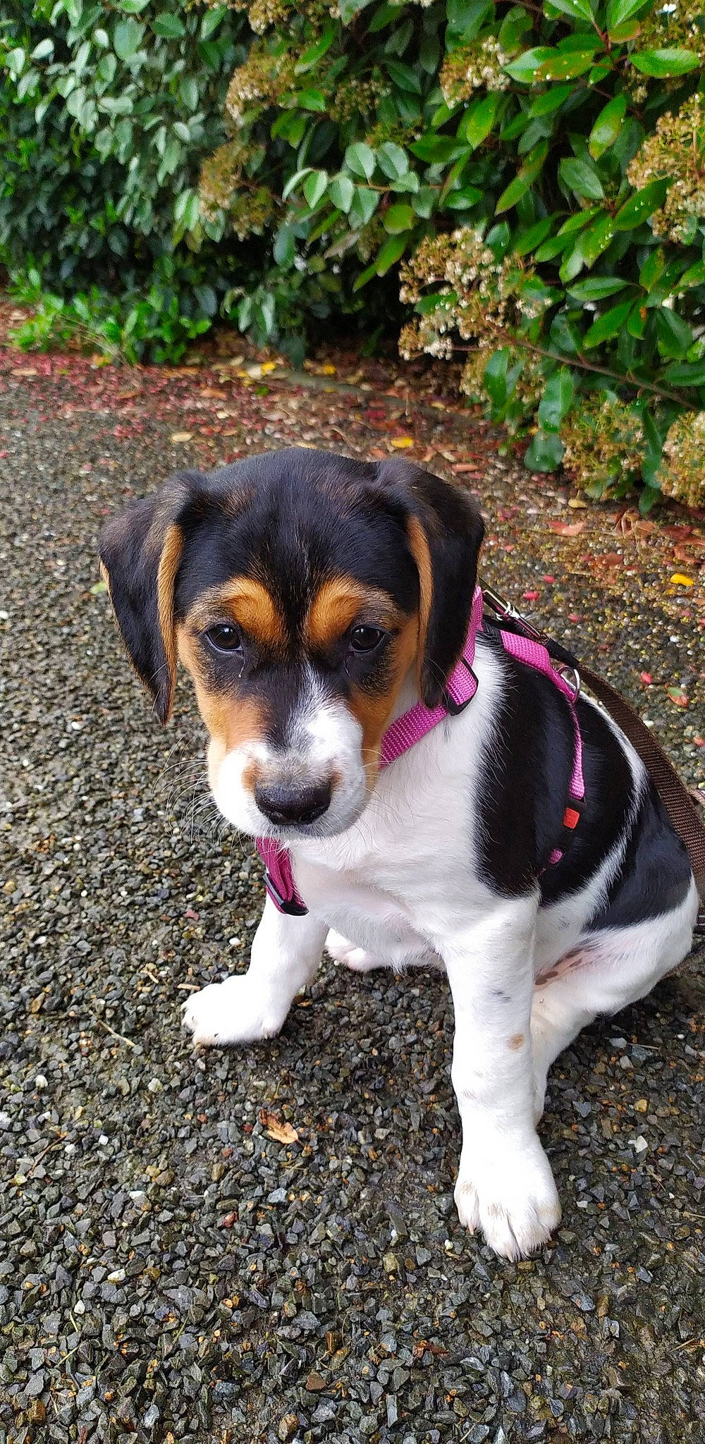 Ruby participe au concours pour gagner de l'argent avec cette photo : beagle, beaglier, brazilian_terrier, canidae, carnivore, companion_dog, danish_swedish_farmdog, dog, dog_breed, harrier, mammal, miniature_fox_terrier, pocket_beagle, puppy, rare_breed_dog, ratonero_bodeguero_andaluz, serbian_tricolour_hound, snout, treeing_walker_coonhound, vertebrate