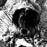 Sven a rejoint le concours — aidez-le/la à gagner de superbes lots ! dog, black_and_white, speckled, blanket, plush_toy, pet, animal, lying_down, portrait, furry, cute, indoor, cozy, looking_at_camera, paw, fur, companion, resting, checkered_pattern, soft_texture