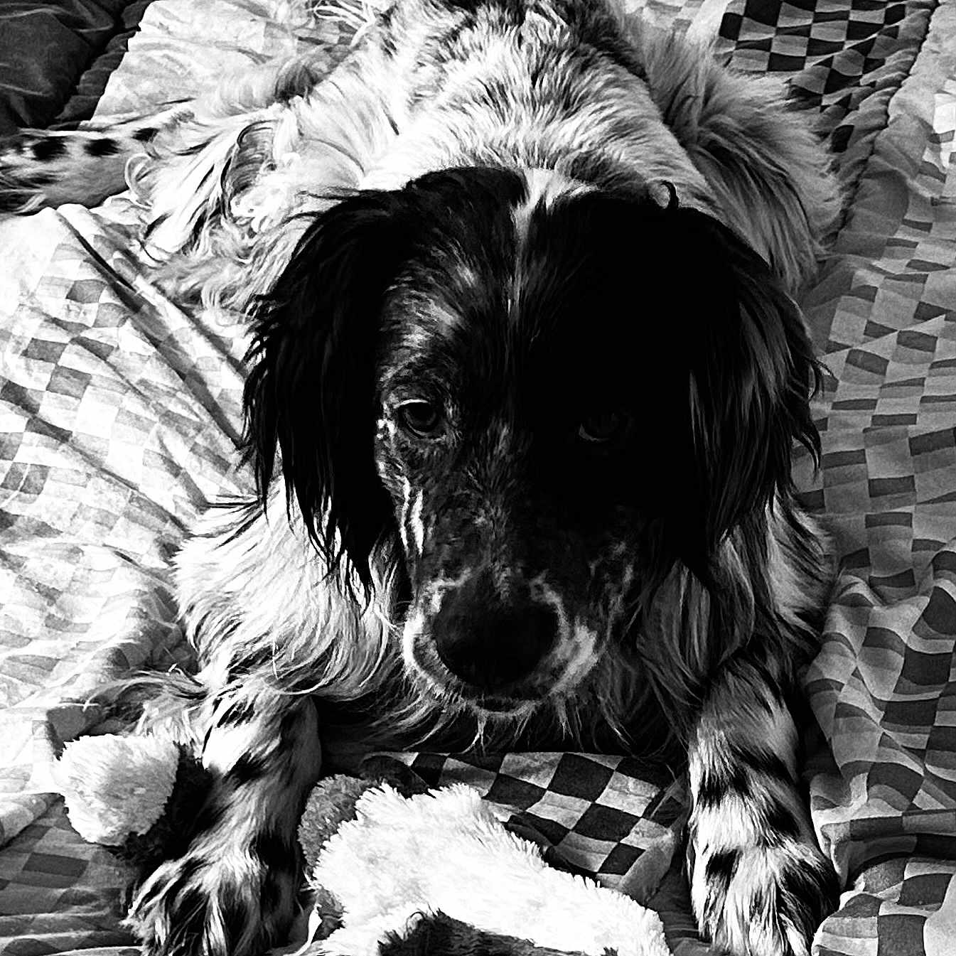 Sven a rejoint le concours — aidez-le/la à gagner de superbes lots ! dog, black_and_white, speckled, blanket, plush_toy, pet, animal, lying_down, portrait, furry, cute, indoor, cozy, looking_at_camera, paw, fur, companion, resting, checkered_pattern, soft_texture