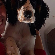 Oreo participe au concours pour gagner de l'argent avec cette photo : carnivoran, cavalier_king_charles_spaniel, companion_dog, dog, dog_breed, dog_breed_group, dog_like_mammal, king_charles_spaniel, puppy, snout, spaniel, sporting_group