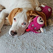 Haribo a rejoint le concours — aidez-le/la à gagner de superbes lots ! animal, blue_eye, brown_eye, carpet, closeup, cute, dog, ears, fur, heterochromia, indoor, knitted_toy, lying_down, nose, pet, pink, relaxed, resting, snout, toy