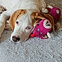 animal, blue_eye, brown_eye, carpet, closeup, cute, dog, ears, fur, heterochromia, indoor, knitted_toy, lying_down, nose, pet, pink, relaxed, resting, snout, toy