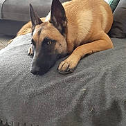 Odyssée a rejoint le concours — aidez-le/la à gagner de superbes lots ! dog, belgian_malinois, pet, canine, lying_down, resting, indoors, living_room, ottoman, sofa, gray_fabric, brown_coat, black_mask, pointed_ears, paws, animal_portrait, home, cushions, relaxed, alert
