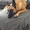 dog, belgian_malinois, pet, canine, lying_down, resting, indoors, living_room, ottoman, sofa, gray_fabric, brown_coat, black_mask, pointed_ears, paws, animal_portrait, home, cushions, relaxed, alert