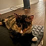 Pumpkin is registered to the contest to win money with this photo: cat, calico, pet, indoor, flooring, wooden_floor, mat, curious, animal, feline, whiskers, ears, paws, closeup, resting, domestic, house, texture, black, orange