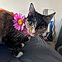 Pumpkin is registered to the contest to win money with this photo: cat, calico_cat, flower_collar, pet, curious, wide_eyes, whiskers, indoor, bed, soft_surface, mirror, reflection, feline, animal, cute, domestic, closeup, portrait, collar, pink_flower