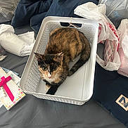 Pumpkin is registered to the contest to win money with this photo: cat, calico, basket, bed, blanket, plastic_bag, notebook, ribbon, curious, indoor, pet, fur, whiskers, tail, sleeping_area, clutter, comforter, domestic_animal, looking_up, relaxed