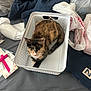 cat, calico, basket, bed, blanket, plastic_bag, notebook, ribbon, curious, indoor, pet, fur, whiskers, tail, sleeping_area, clutter, comforter, domestic_animal, looking_up, relaxed