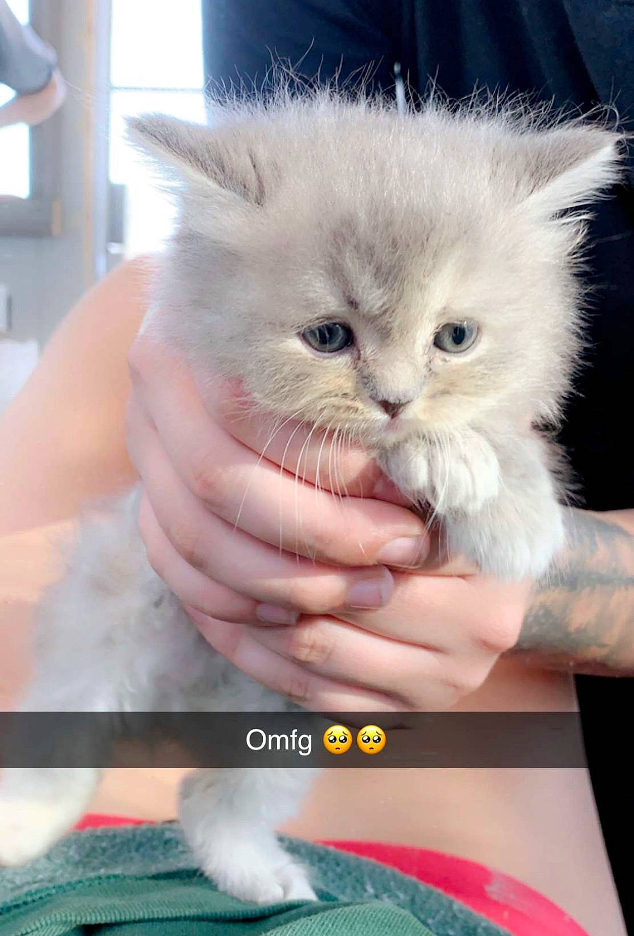 Mako joined the competition — help win amazing prizes! british_longhair, carnivore, cat, claw, fawn, felidae, fruit, fur, gesture, nail, paw, persian, photo_caption, small_to_medium_sized_cats, tail, vegetable, whiskers