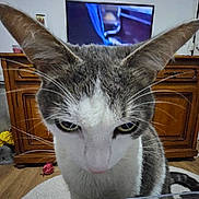 Gyzmo a rejoint le concours — aidez-le/la à gagner de superbes lots ! cat, indoor, wooden_cabinet, television, whiskers, floor, curious, ears, fur, domestic_animal, pet, closeup, eyes, living_room, home, furniture, object, background, animal, mammal
