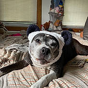 Stormy Rain is registered to the contest to win money with this photo: dog, bed, blanket, knitted_hat, ears, plush_toys, window_blinds, resting, indoors, striped, cozy, pet, sleepy, cute, animal, fur, paw, face, lying_down, relaxed