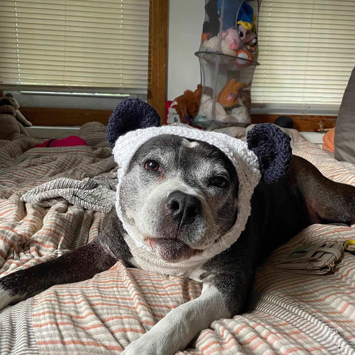 Stormy Rain is registered to the contest to win money with this photo: dog, bed, blanket, knitted_hat, ears, plush_toys, window_blinds, resting, indoors, striped, cozy, pet, sleepy, cute, animal, fur, paw, face, lying_down, relaxed