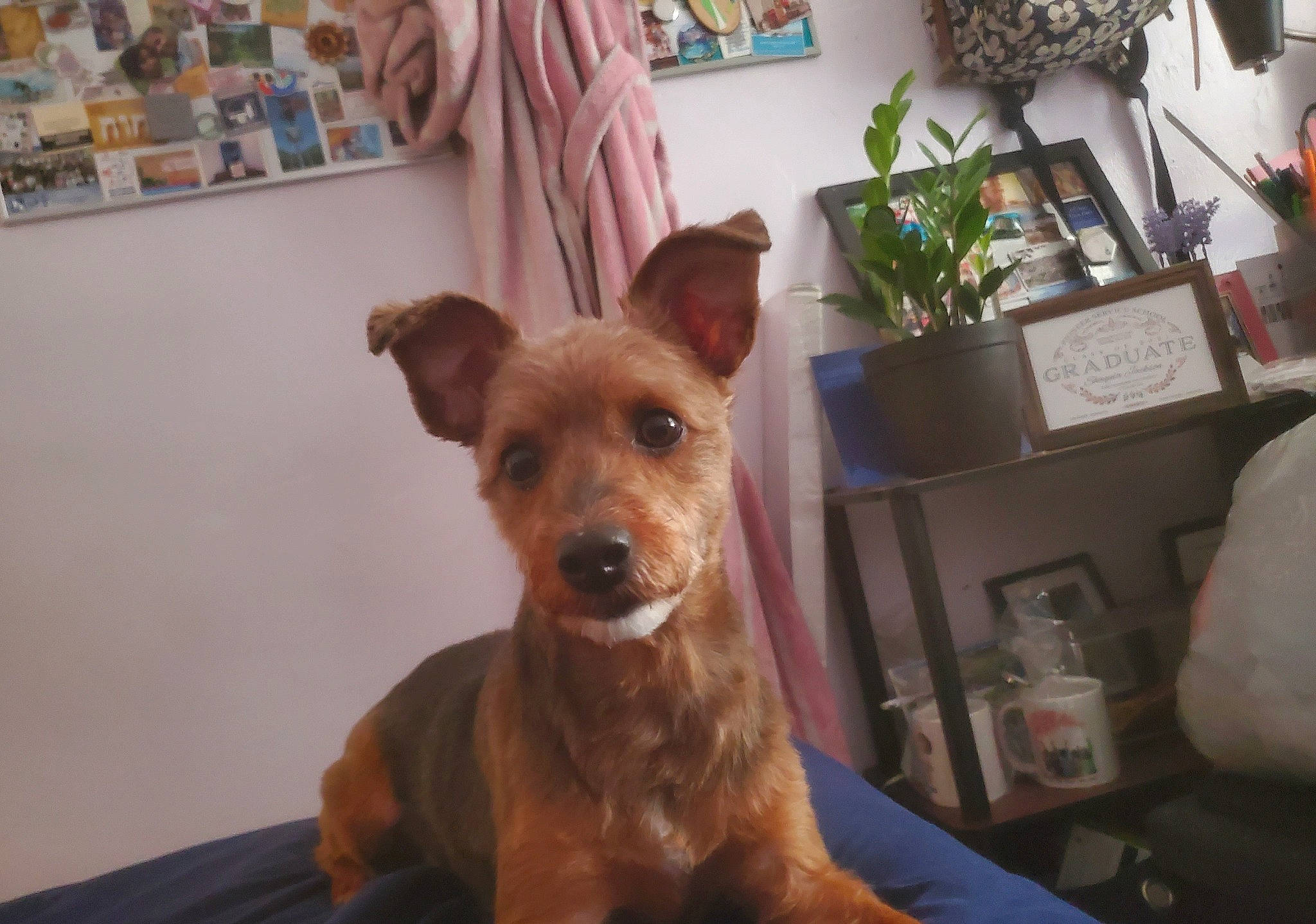 Shadow joined the competition — help win amazing prizes! canidae, carnivore, companion_dog, dog, dog_breed, dog_supply, ear, fawn, flowerpot, fur, houseplant, liver, pet_supply, picture_frame, plant, snout, sporting_group, terrier, whiskers, working_animal