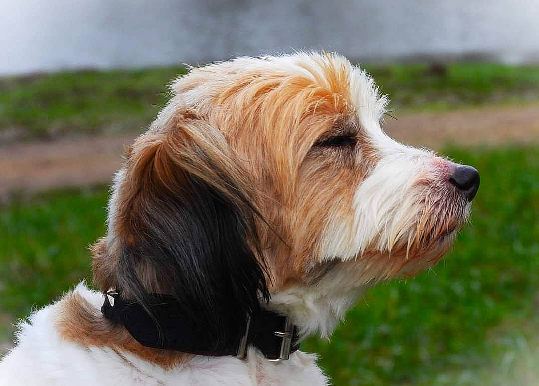 Hiros a rejoint le concours — aidez-le/la à gagner de superbes lots ! biewer_terrier, canidae, carnivore, collar, companion_dog, dog, dog_breed, dog_collar, dog_supply, fur, grass, hunting_dog, liver, maltepoo, small_terrier, snout, sporting_group, terrier, toy_dog, working_animal