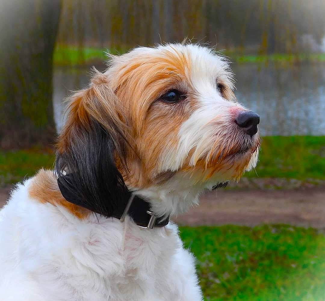 Hiros a rejoint le concours — aidez-le/la à gagner de superbes lots ! canidae, carnivore, collar, companion_dog, dog, dog_breed, dog_collar, dog_supply, fur, grass, liver, maltepoo, puppy, small_terrier, snout, sporting_group, terrier, toy_dog, water, working_animal