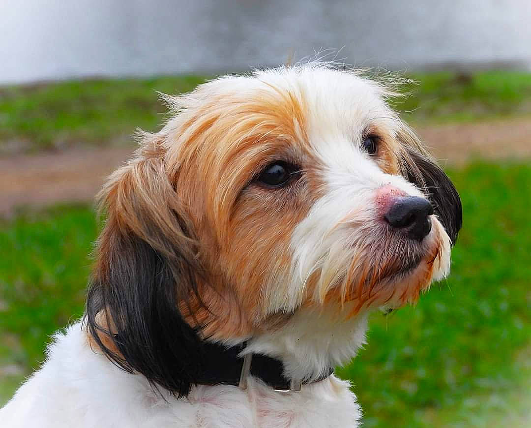 Hiros participe au concours pour gagner de l'argent avec cette photo : biewer_terrier, canidae, carnivore, collar, companion_dog, dog, dog_breed, dog_collar, fur, grass, liver, maltepoo, plant, puppy, small_terrier, snout, sporting_group, terrier, toy_dog, working_animal