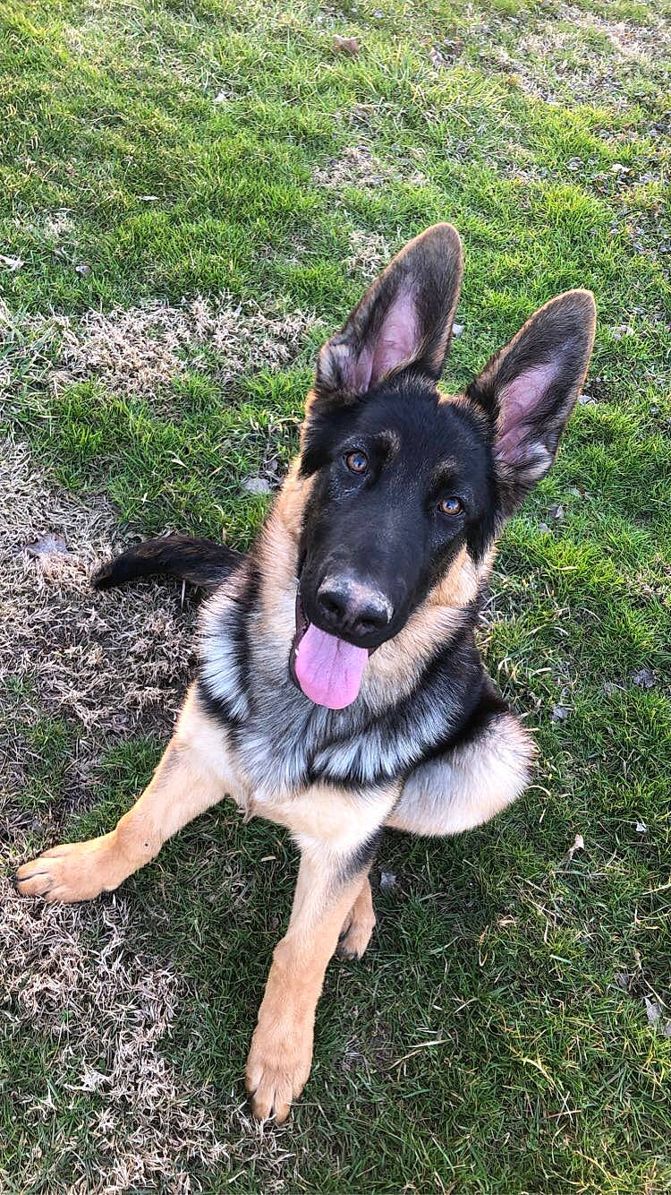 Dodger joined the competition — help win amazing prizes! canidae, carnivore, companion_dog, dog, dog_breed, east_european_shepherd, fawn, fur, german_shepherd_dog, grass, guard_dog, herding_dog, king_shepherd, old_german_shepherd_dog, paw, plant, snout, sporting_group, working_animal, working_dog