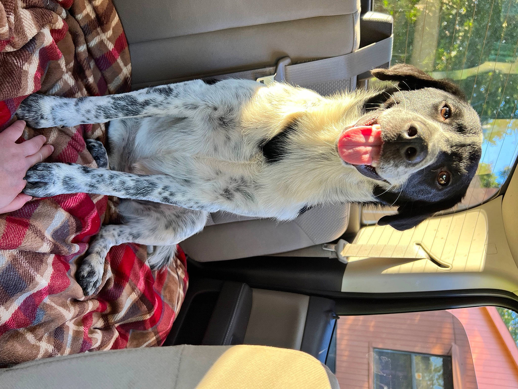 Lady joined the competition — help win amazing prizes! automotive_exterior, canidae, carnivore, companion_dog, couch, dalmatian, dog, dog_breed, dog_supply, fawn, felidae, fur, guard_dog, non_sporting_group, pattern, snout, sporting_group, tree, vehicle