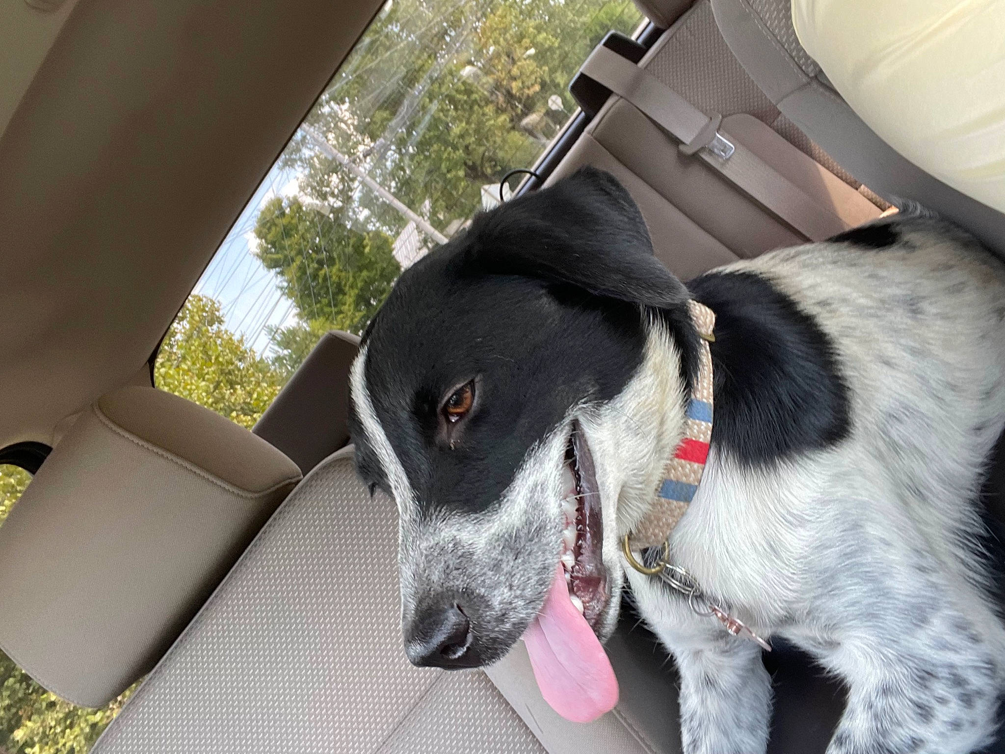 Lady joined the competition — help win amazing prizes! canidae, carnivore, collar, companion_dog, dog, dog_breed, dog_collar, fur, guard_dog, gun_dog, non_sporting_group, pet_supply, plant, snout, sporting_group, tree, vehicle_door, whiskers, windshield, working_animal