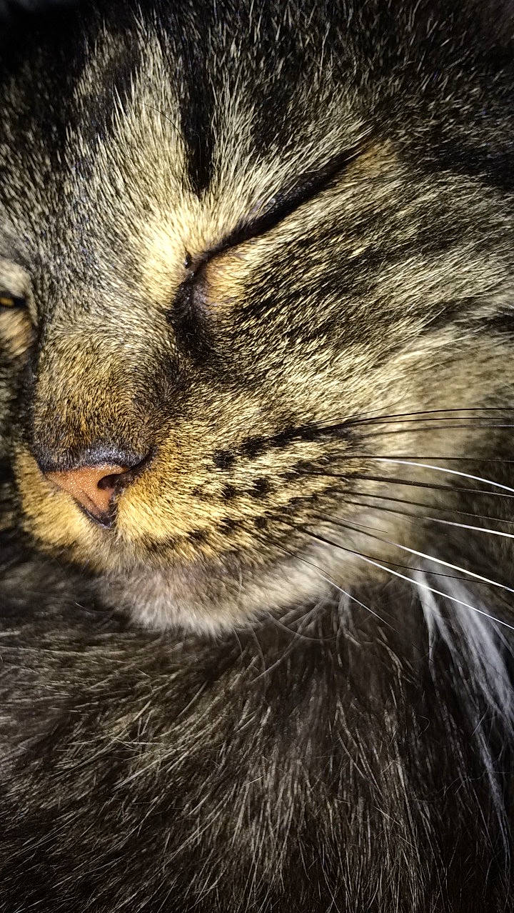 Cougar is registered to the contest to win money with this photo: big_cats, carnivore, cat, close_up, darkness, domestic_short_haired_cat, felidae, fur, grass, grey, monochrome, paw, small_to_medium_sized_cats, snout, terrestrial_animal, whiskers, wildlife