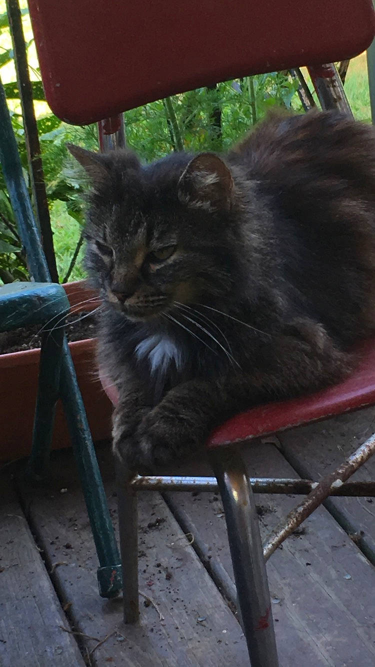 Cougar joined the competition — help win amazing prizes! carnivore, cat, chair, comfort, domestic_short_haired_cat, felidae, fur, grass, metal, plant, sitting, small_to_medium_sized_cats, snout, tail, terrestrial_animal, tints_and_shades, whiskers, wildlife, window, wood