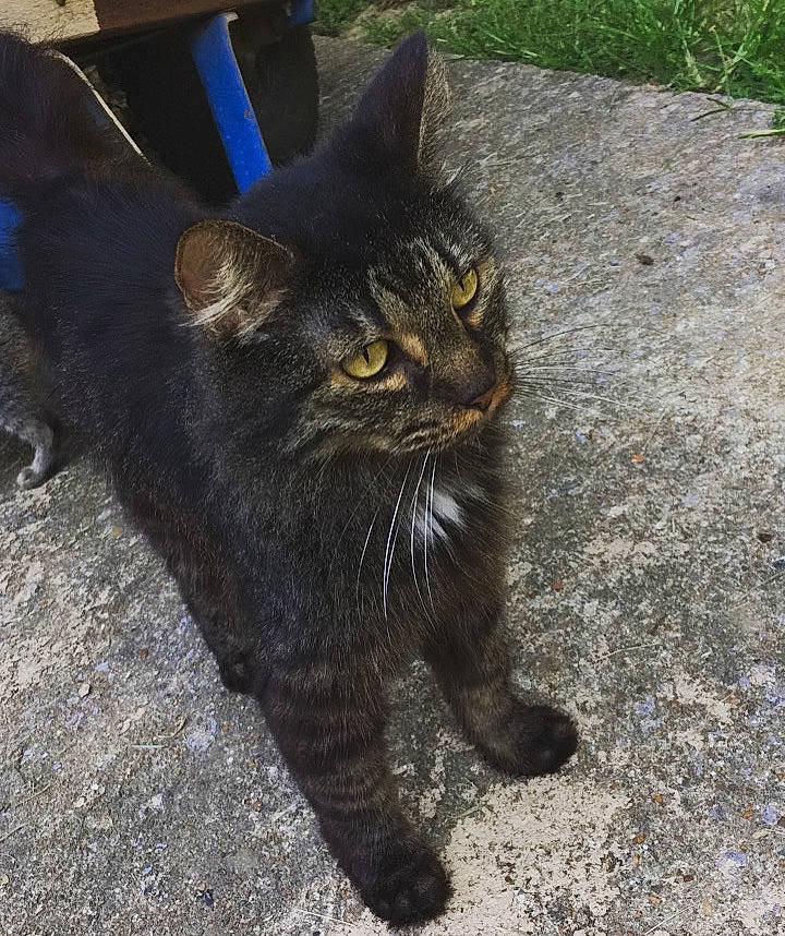 Cougar is registered to the contest to win money with this photo: asphalt, black_cat, carnivore, cat, claw, domestic_short_haired_cat, felidae, fur, grass, grey, paw, plant, road_surface, sitting, small_to_medium_sized_cats, snout, soil, tail, terrestrial_animal, whiskers