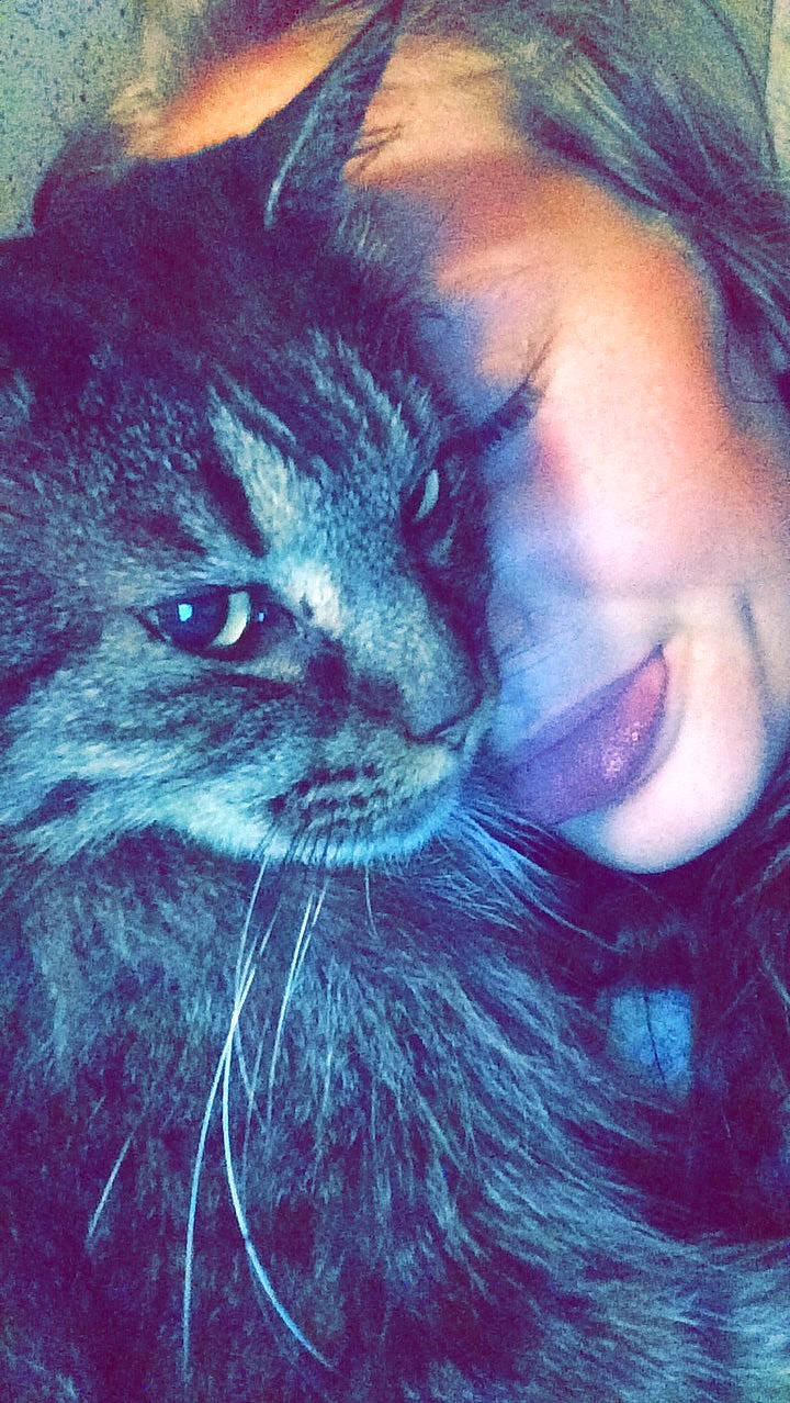 Cougar is registered to the contest to win money with this photo: beard, carnivore, cat, close_up, electric_blue, felidae, fur, gesture, grass, happy, iris, love, selfie, small_to_medium_sized_cats, smile, snout, tail, textile, whiskers, window