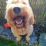 Madison participe au concours pour gagner de l'argent avec cette photo : dog, canine, pet, happy, smiling, outdoor, grass, fence, sunlight, curly_fur, close_up, animal, nature, tongue_out, nose, playful, summer, daylight, excited, friendly