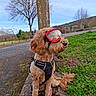 Madison participe au concours pour gagner de l'argent avec cette photo : dog, goggles, brown_dog, leash, harness, outdoor, grass, road, tree, sky, sidewalk, pet, animal, sitting, stone, nature, leafless_tree, calm, canine, daytime