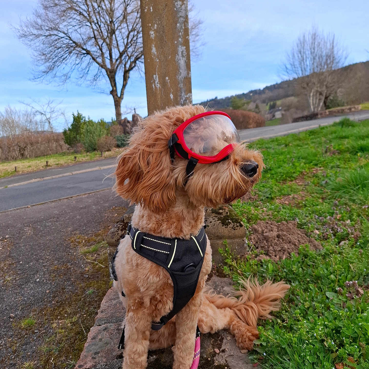 Madison participe au concours pour gagner de l'argent avec cette photo : dog, goggles, brown_dog, leash, harness, outdoor, grass, road, tree, sky, sidewalk, pet, animal, sitting, stone, nature, leafless_tree, calm, canine, daytime