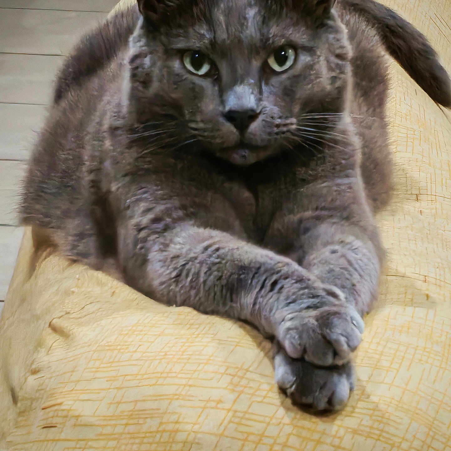 Percy a rejoint le concours — aidez-le/la à gagner de superbes lots ! cat, gray_cat, pet, animal, feline, portrait, close_up, sitting, lounging, crossed_paws, green_eyes, whiskers, pointed_ears, short_hair, indoor, chair, cushion, furniture, serious_expression, home_decor