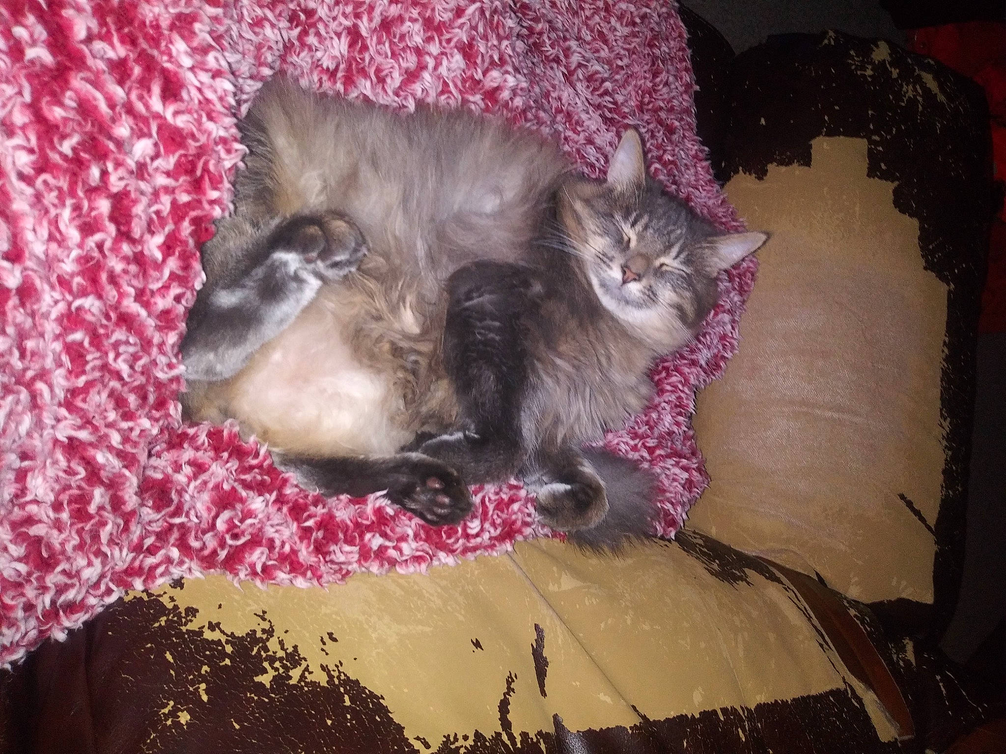 Bitty joined the competition — help win amazing prizes! carnivore, cat, felidae, fur, small_to_medium_sized_cats, tail, whiskers