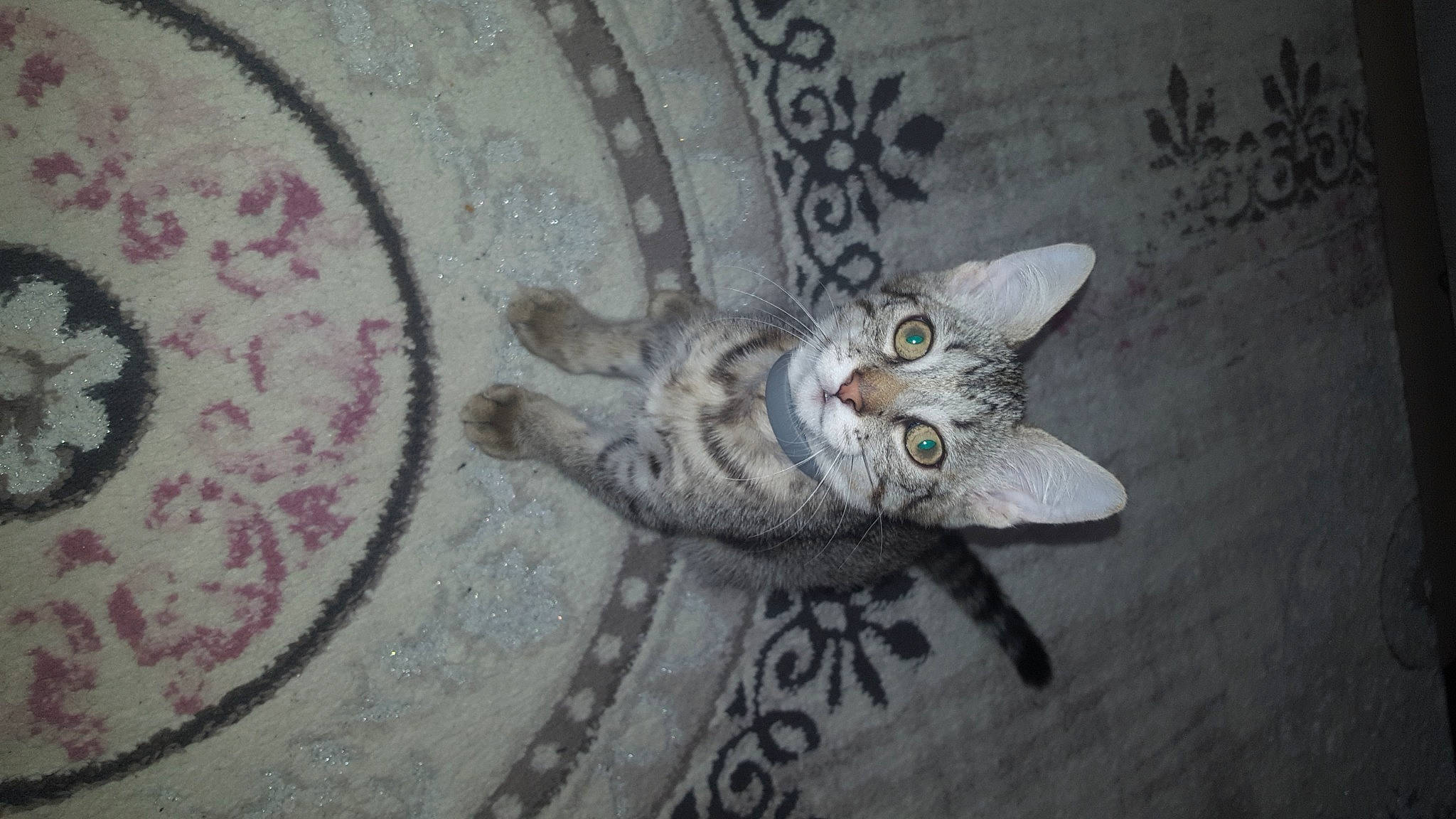 Kedi a rejoint le concours — aidez-le/la à gagner de superbes lots ! art, carnivore, cat, ceiling, circle, domestic_short_haired_cat, door, felidae, flooring, font, fur, grey, pattern, paw, plaster, small_to_medium_sized_cats, tail, visual_arts, whiskers, wood