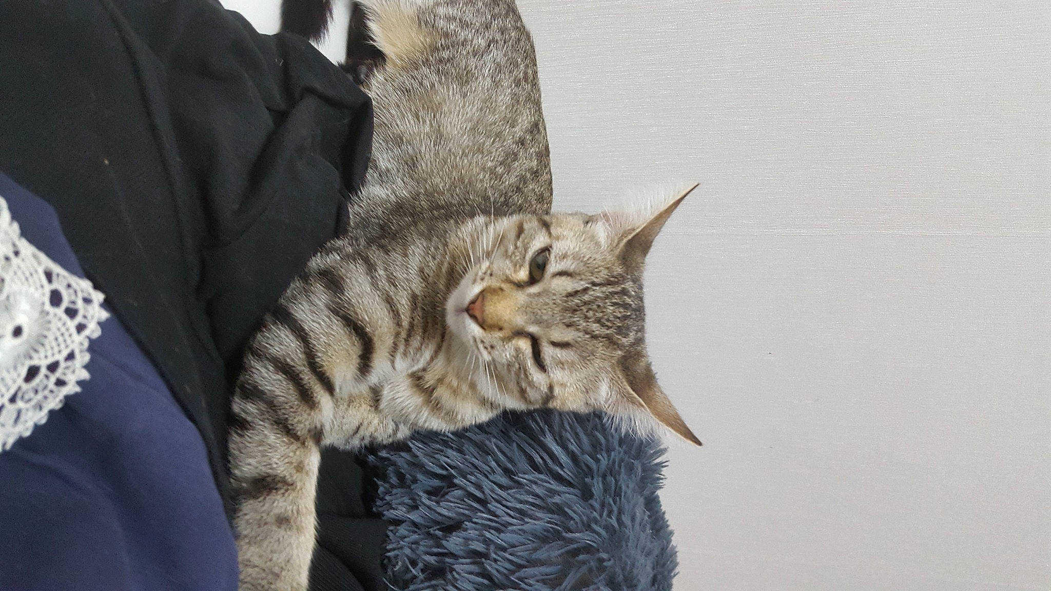 Kedi a rejoint le concours — aidez-le/la à gagner de superbes lots ! carnivore, cat, claw, comfort, domestic_short_haired_cat, felidae, fur, paw, small_to_medium_sized_cats, snout, tail, terrestrial_animal, whiskers, wildlife