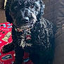 dog, curly_hair, black_dog, collar, pet_tag, blanket, red_blanket, patterned_blanket, couch, quilted_couch, pillow, floral_pillow, indoor, pet, animal, sitting, looking, fur, cute, companion